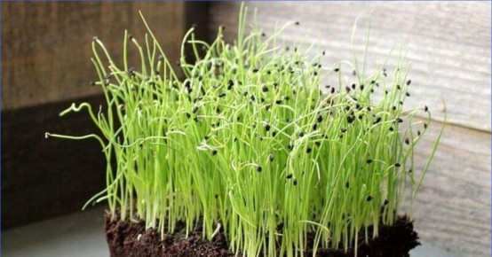 Лук-порей как долгий проект: как получить мощную белую ногу и вкусный урожай