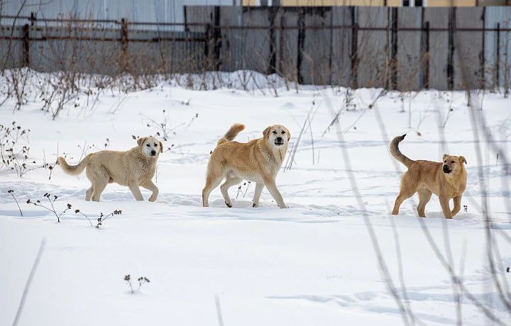 В Узловском районе на отлов бездомных животных через госзакупки выделили почти 3 млн рублей