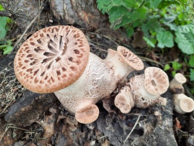 ������� ����� ����: ��������� ���������� �� ��������� ������ � ��� ���� � ��������� �������