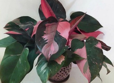 ������ ������ ��� ����: ���� ������ ��������, ������� ����� ��������