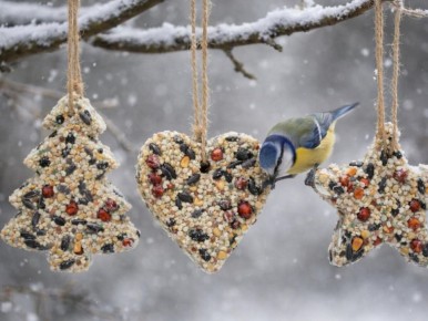 Домашние кормушки из жира и семян помогают птицам в холодное время года
