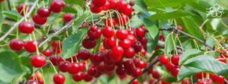 Лучшие сорта вишни для весенней посадки