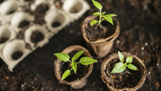 ������ ���� ������ ����� �������� �� ������� � ������: ���� ��������, �� ������� �� �����