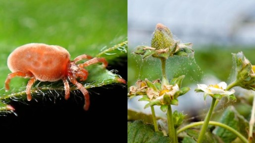 ��� ��������� �������� �������� ��������� ������� ������