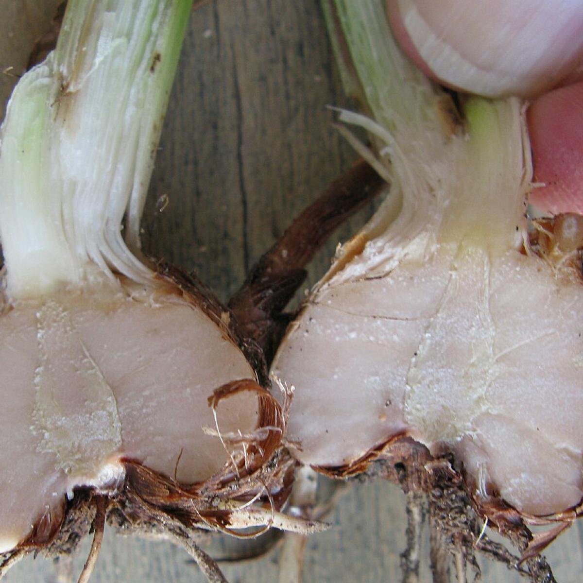 Как сохранить гладиолусы зимой: советы по эффективному хранению