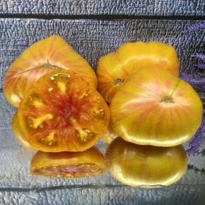 Томат Красота Сьюзи: как украсить свой огород и получить богатый урожай