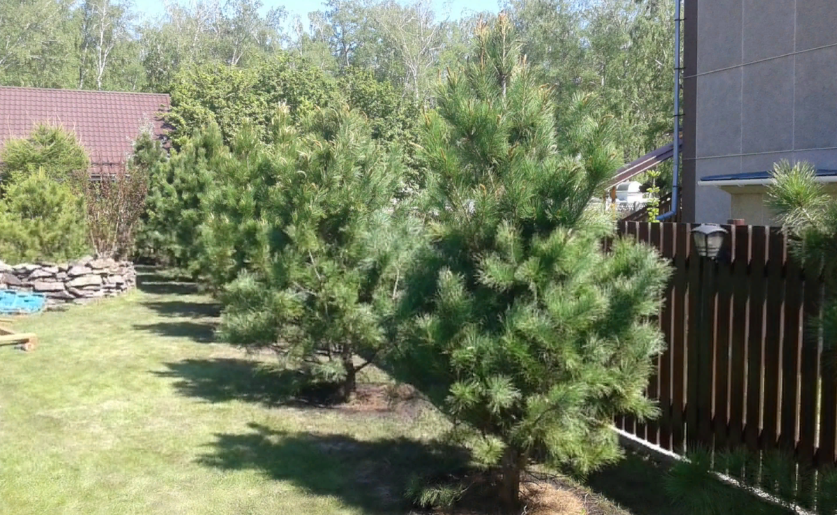 Сосна на участке: что обещает дереву ваш сад