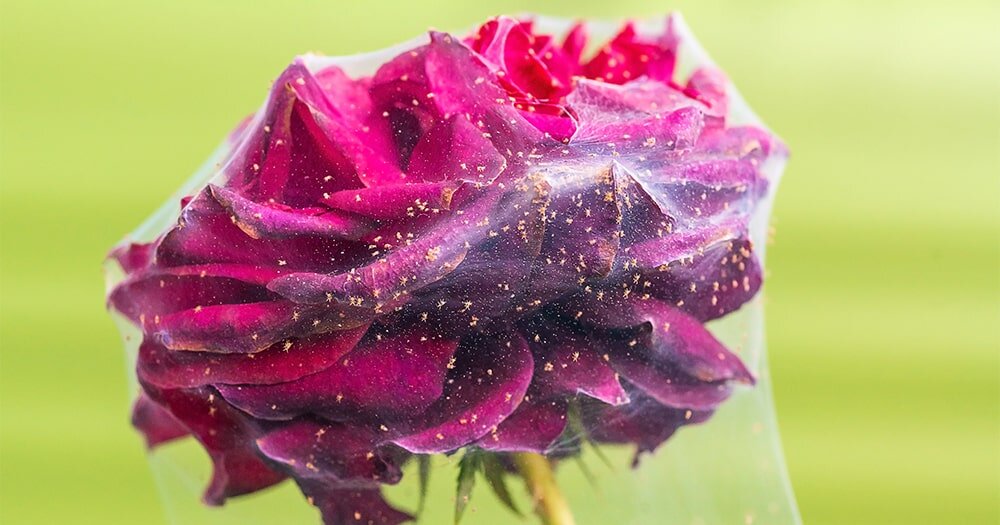 Паутинный клещ на розах: что нужно знать о вредителе и его борьбе