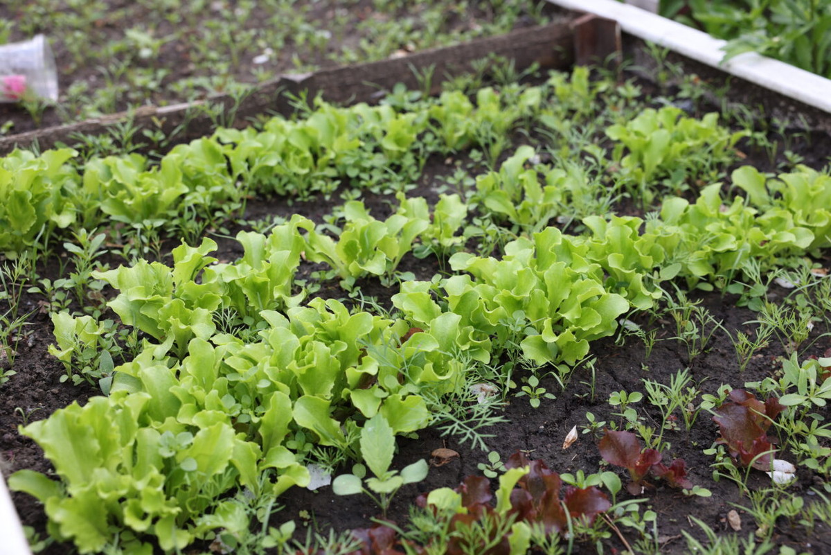 Правила мытья зелени, ягод и овощей для здоровья