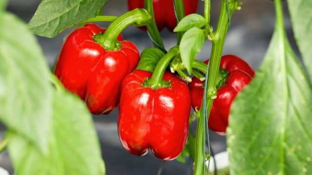 Как сформировать перец для получения крупных и вкусных плодов