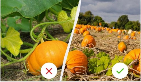 ��� ���������� ������ �����: �������� ��������, �� ������� ����� �������� ��������