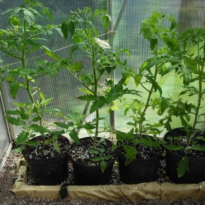 Как яичная скорлупа помогает рассадам вырастать здоровыми и крепкими