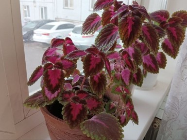 ������: ������� � ���� �� ������� �������� ���������