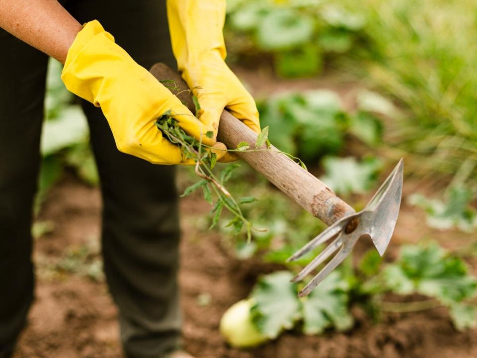 ������� �������� ��������: ��� ���������� �� �������� ��������