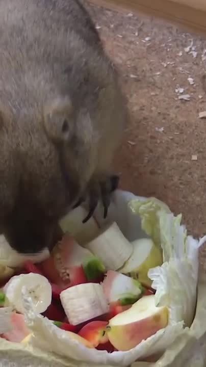 Тульские сурки Сережа и Наташа предсказали раннюю, но морозную весну