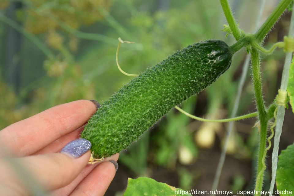 ��������� ������ ��� �������: ��������, ������ � ���������