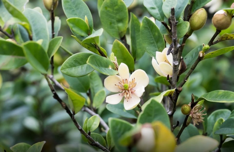 ������ ��������� ��������, ������� ���������� ��� ��������