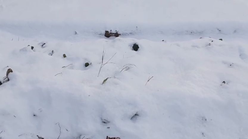 Как подзимний посев меняет правила игры в огородничестве