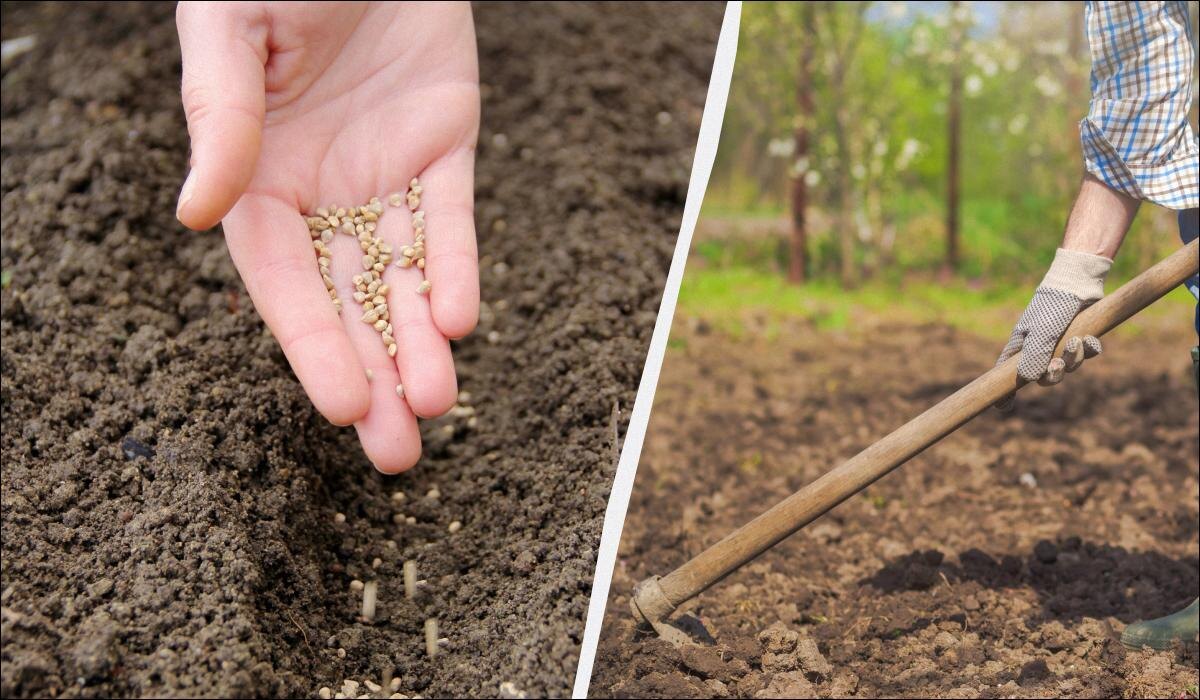 Зимние посадки: что стоит высеять в огороде для раннего урожая