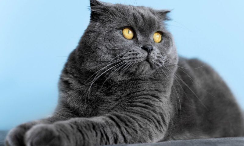 ����������� �������� � �������� ����������: ����� ������������ �������� ���������