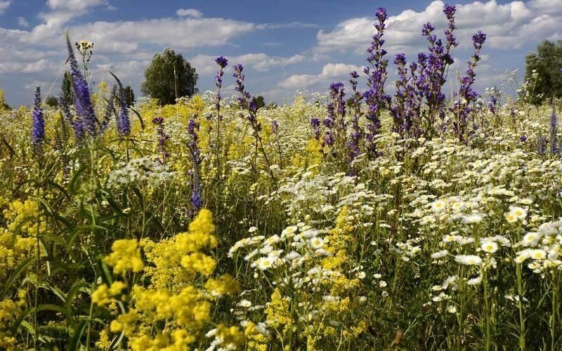 Июль — время для сбора целебных трав