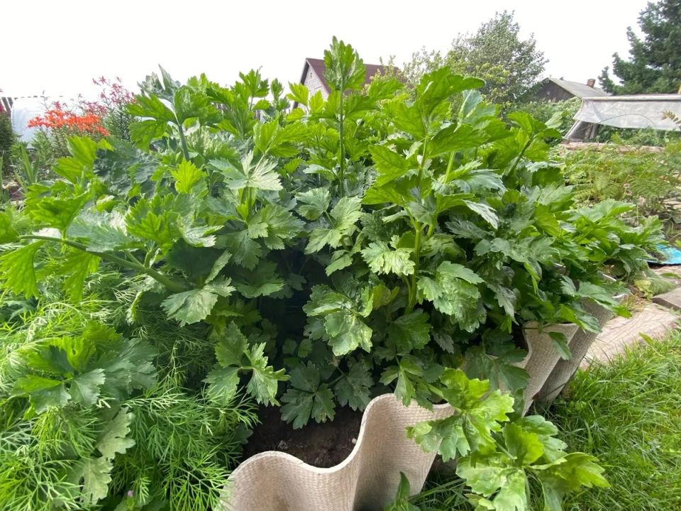 ������ �������� ������ �� ������ �� ���� �������