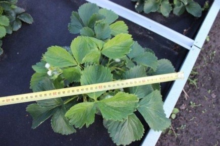 �������� ������: ����������� � ��������� ����� � ��� ������������