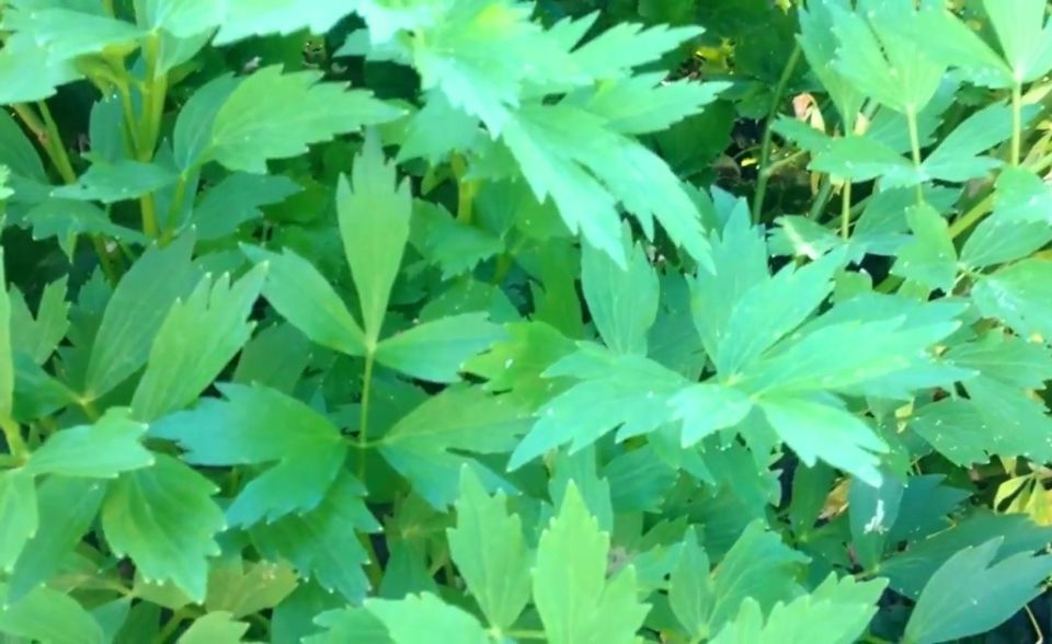 ����������� ���������: ������� � ����������