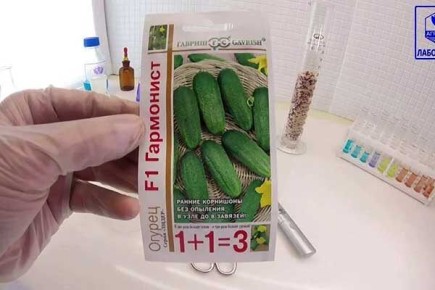 ������ ���������: ��� ������� ��������� ����������� � �����������