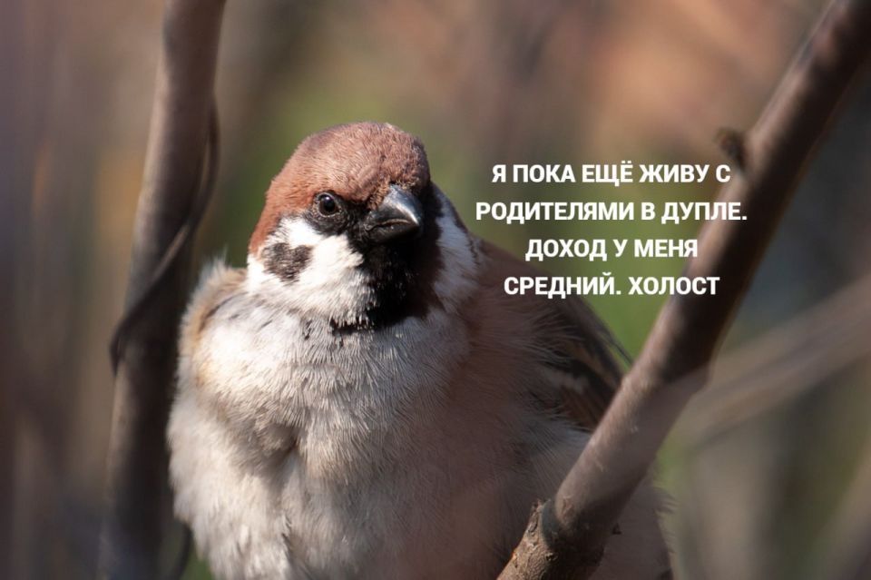 Всероссийская перепись воробьев пройдет с 7 по 15 февраля