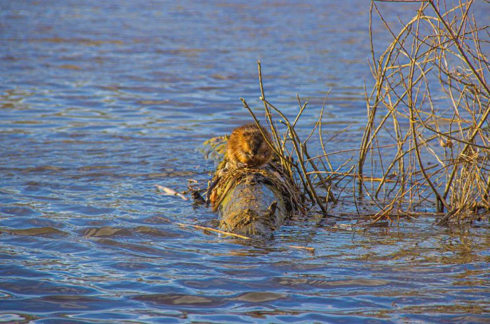 Тульскую область ждет серьезное половодье