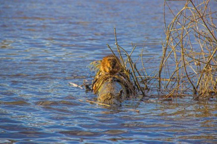 �������� ������� ���� ��������� ���������