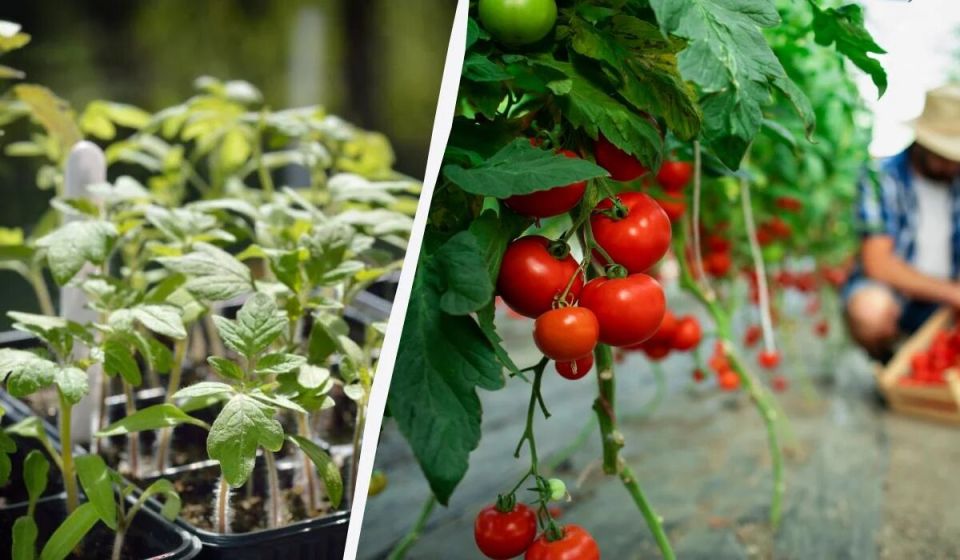 Когда сеять томаты на рассаду, чтобы получить щедрый урожай