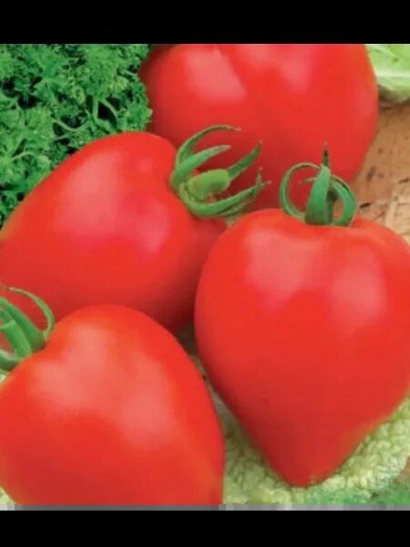 Томат Аватар: выращивание с гарантией больших урожаев