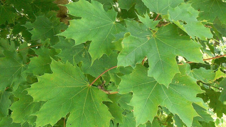 ��� �� ��������� ��� ������ �������� ��� ����