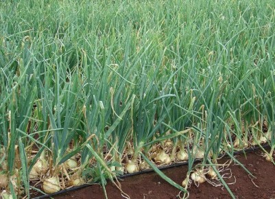 ��� ��������� ��������� �������� ���: ������ ��������