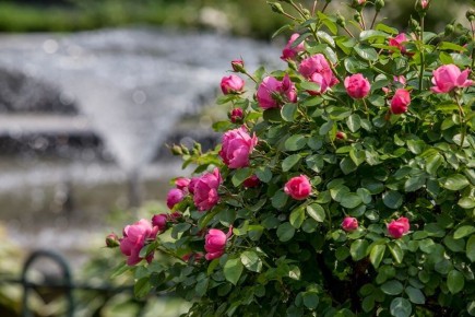 ��� ������� ��������� �������: ������ �� ������ � ����� �� ������