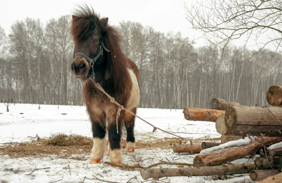 Морозы — ВСЕ: в Центральную Россию нагрянула волна потепления