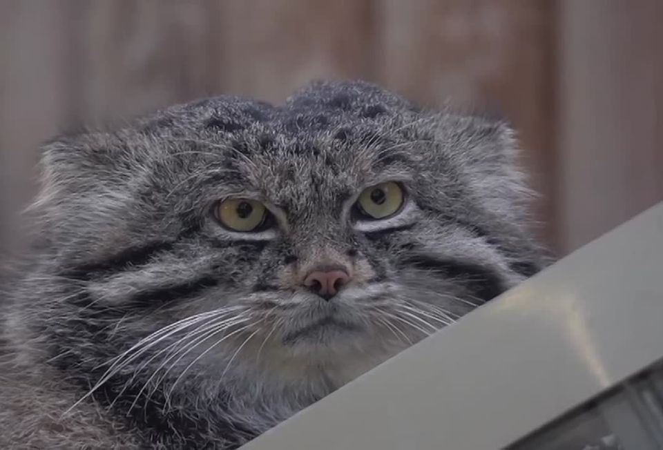 �������� ��������� � ����������� �����