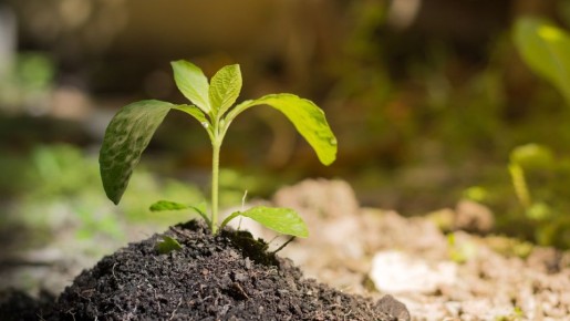 ��� ��������� ������� �������� ������� �� �����: ������� ���� � ������