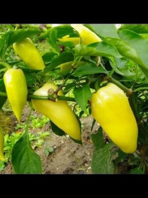 ����� �����: ���������� ����, ������� �������� ������ �����������