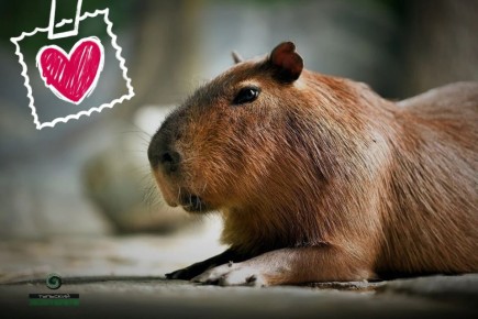 �������� ���������� ���������� �� ������� �������� ���������