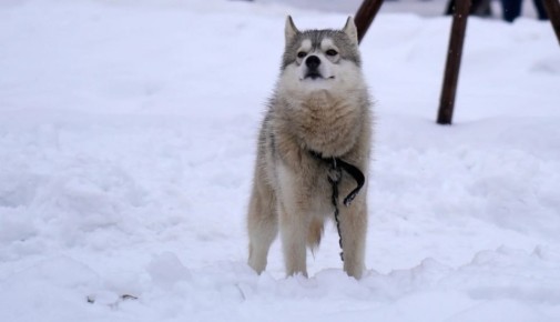 � ���� �������� ������ � �������� ��� ��� ����������+�