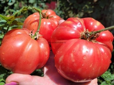 ����� ������������� ������ ������: ���������� ����� � ����������