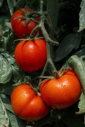 ����� ������: ��������� ����� ��� ������ ������� � ���������� ��������