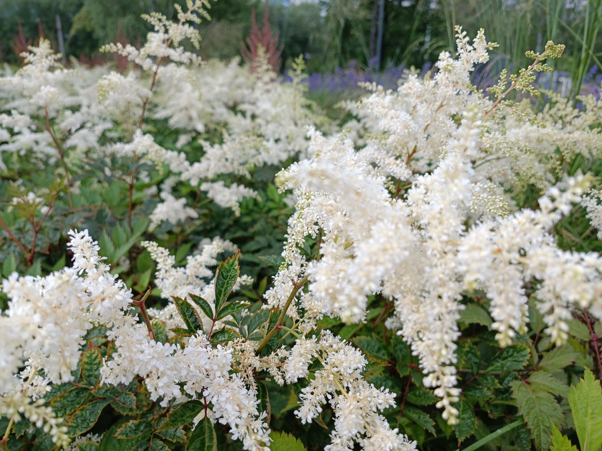 Цветущий лес: 15 растений для вашего тенистого участка