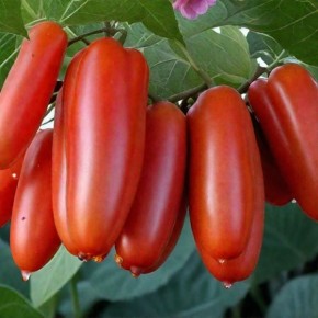 Томат Чибис: секреты успешного выращивания и богатого урожая