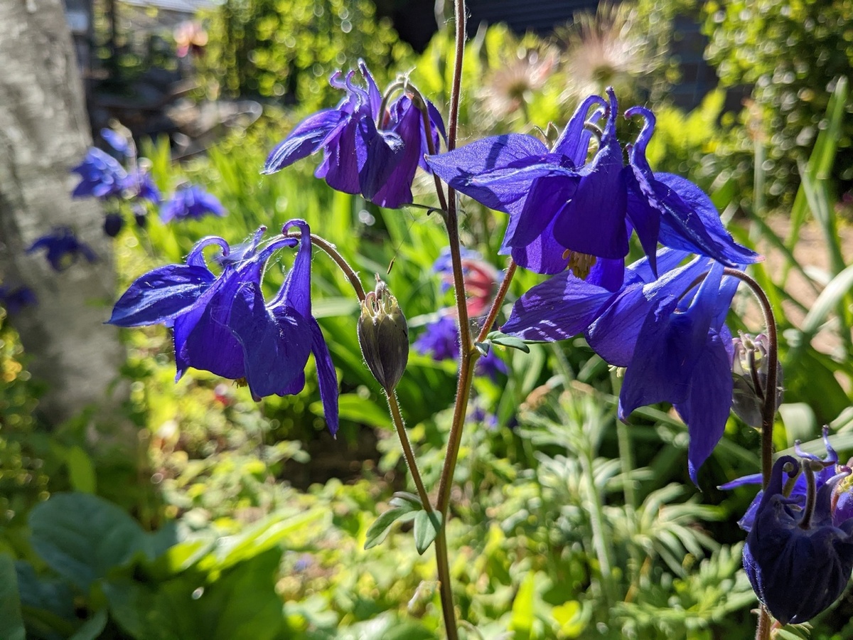 Аквилегия: из красивого сорняка — в незаменимый элемент сада