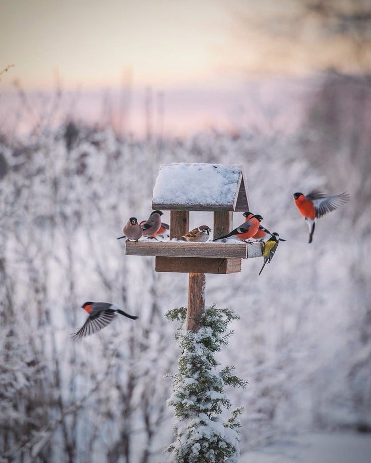 Почему стоит заботиться о пернатых друзьях зимой