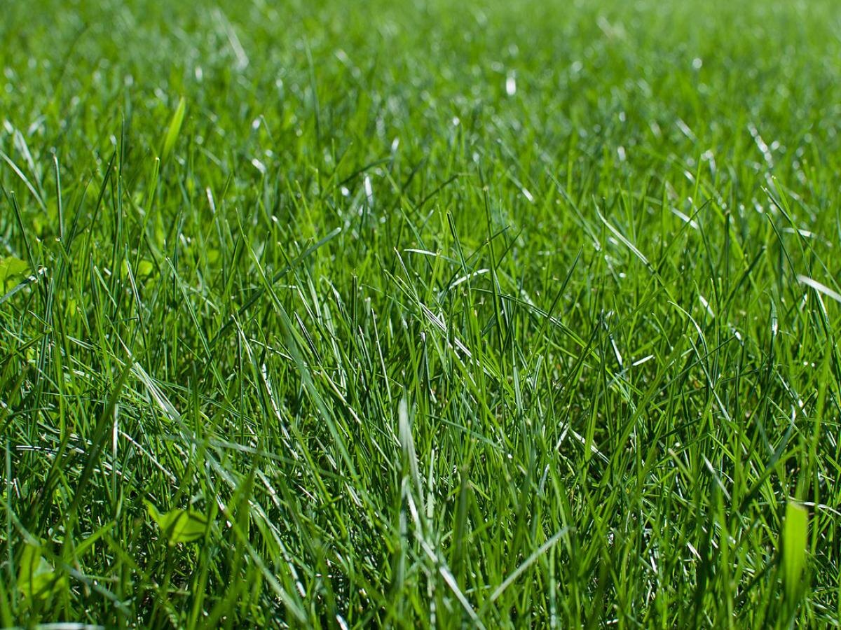 Как создать идеальный газон с первого раза: секреты успешной посадки